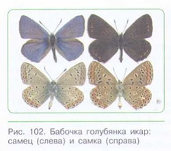 ВИД КАК ОСНОВНАЯ СИСТЕМАТИЧЕСКАЯ КАТЕГОРИЯ ЖИВОГО_002